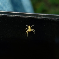 Lyssomaninae