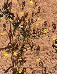 Arabidella nasturtium