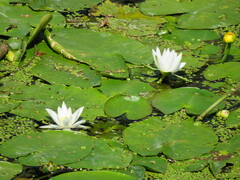 Nymphaea alba