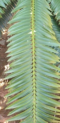 Encephalartos natalensis