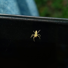 Lyssomaninae
