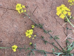Arabidella nasturtium