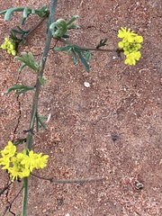 Arabidella nasturtium