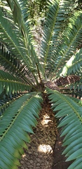Encephalartos natalensis