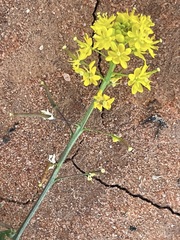 Arabidella nasturtium
