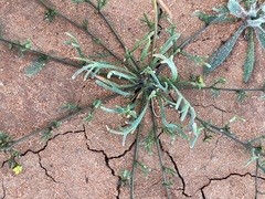 Arabidella nasturtium