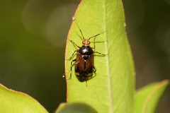 Deraeocoris flavilinea