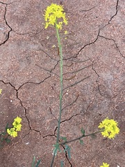 Arabidella nasturtium