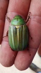 Chrysina adelaida