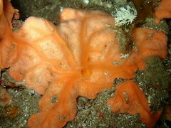 Spirastrella cunctatrix