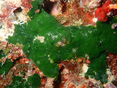 Palmophyllum crassum