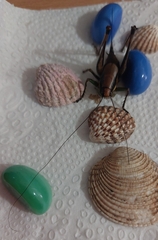 Eupholidoptera schmidti