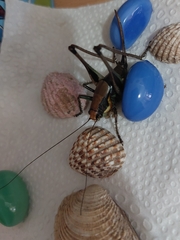 Eupholidoptera schmidti