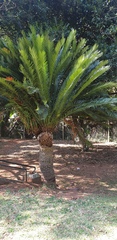 Encephalartos natalensis