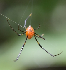 Argyrodes flavescens