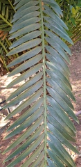 Encephalartos natalensis