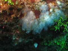 Clavelina oblonga