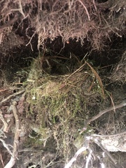 Troglodytes hiemalis