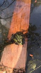 Pelophylax
