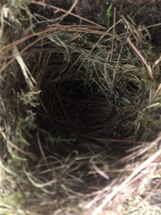 Troglodytes hiemalis