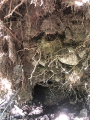 Troglodytes hiemalis