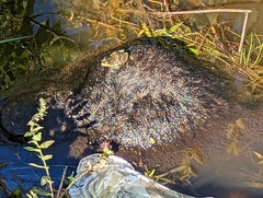 Marmota
