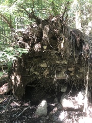 Troglodytes hiemalis