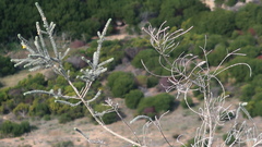 Aspalathus nickhelmei