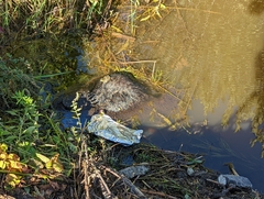 Marmota