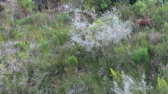 Aspalathus nickhelmei