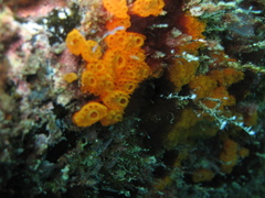 Distaplia