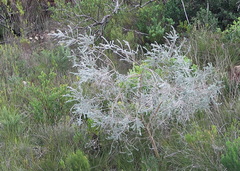 Aspalathus nickhelmei