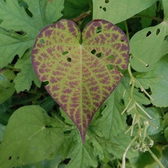 Ipomoea pedicellaris