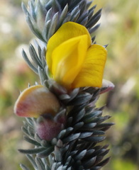 Aspalathus nickhelmei