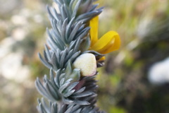 Aspalathus nickhelmei