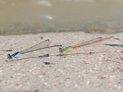 Pseudagrion spencei
