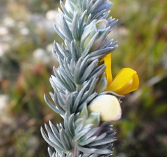 Aspalathus nickhelmei