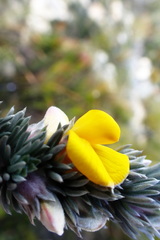 Aspalathus nickhelmei