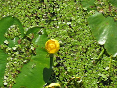 Nuphar lutea