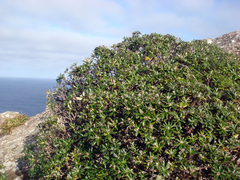 Macrolearia chathamica