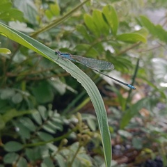 Pseudagrion spencei