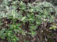 Macrolearia chathamica