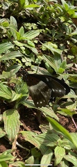 Papilio dardanus