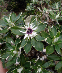 Macrolearia chathamica