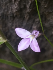 Lobelia patula
