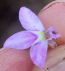 Lobelia patula
