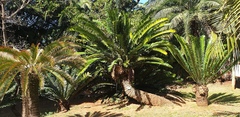 Encephalartos natalensis