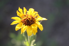 Helianthus laciniatus