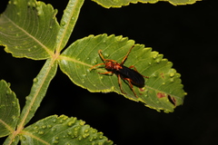 Batozonellus annulatus