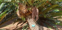 Encephalartos natalensis